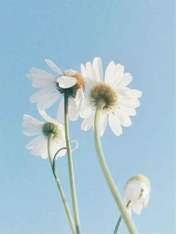 Sensitive Skin Oil-To-Milk Cleanser Lamidibeauty