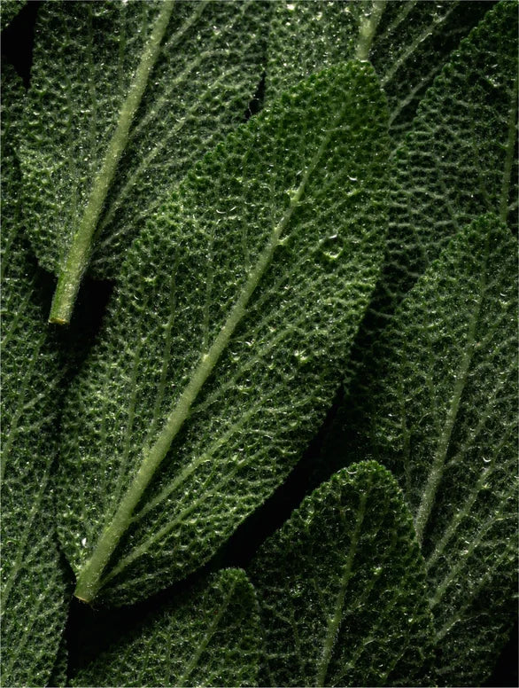 Deep Cleanse Scalp Scrub, Rosemary & Mint Lamidibeauty