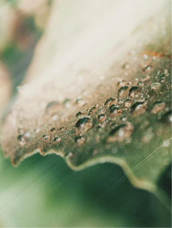 Calming Facial Oil Lamidibeauty