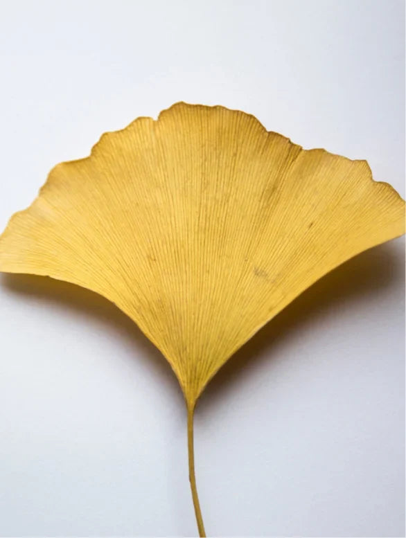 Antioxidant Ginkgo Gel Booster Lamidibeauty